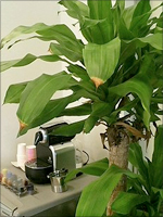 �l�X�v���b�\